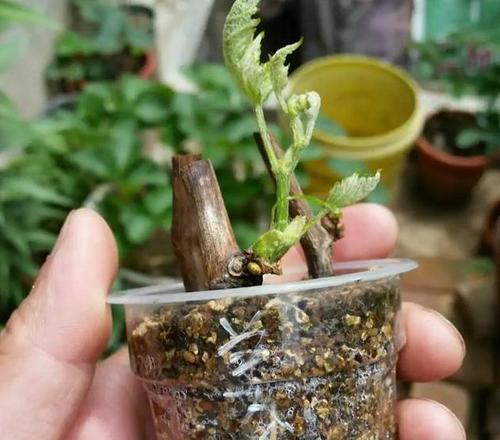 百香果扦插繁殖：如何成功种植百香果？