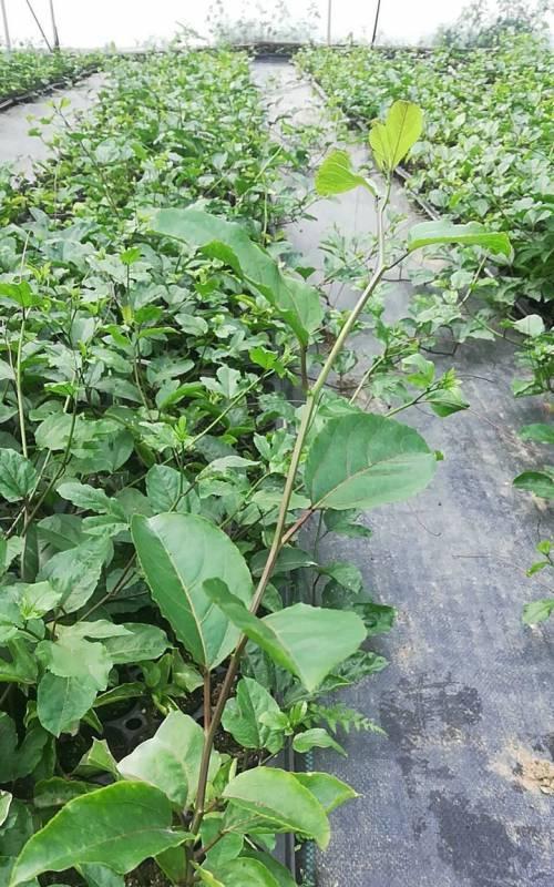 百香果落果的原因（探究百香果落果的成因及预防方法）