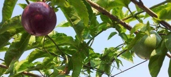 百香果落果的原因（探究百香果落果的成因及预防方法）
