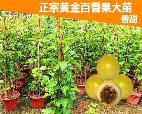 百香果哪个品种好（品尝百香果）