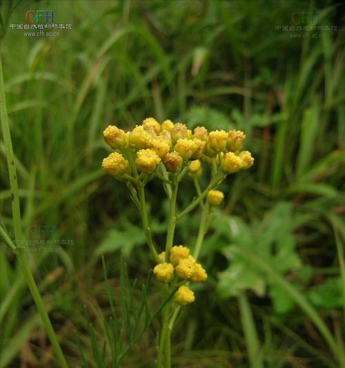 和平之花（和平蔓延的力量）