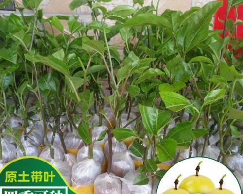 百香果的最佳播种时间（掌握时机）