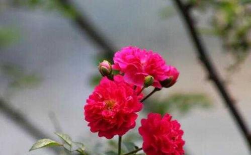 澳洲野蔷薇（探寻野蔷薇的花语与魅力）