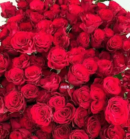 八朵玫瑰花的寓意与象征（花言巧语中的情感之语）