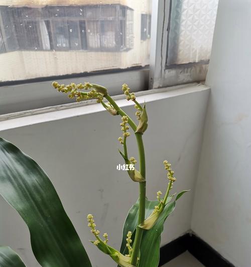 以巴西木的寓意——追寻内心的平静与和谐（巴西木）