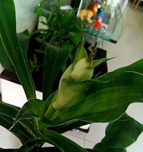 以巴西木的寓意——追寻内心的平静与和谐（巴西木）