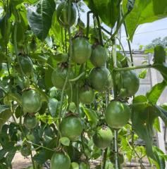 百香果生长环境及适宜种植地点（探秘百香果的生长之道）