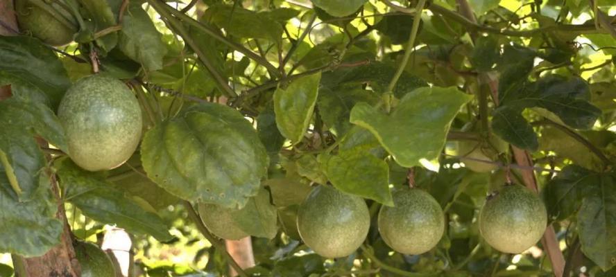 百香果生长环境及适宜种植地点（探秘百香果的生长之道）