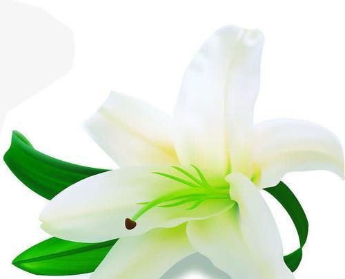 白百合花的象征意义及美丽之谜(揭秘白百合花的心灵意义与传说) 白百合花的象征意义及美丽之谜(揭秘白百合花的心灵意义与传说)