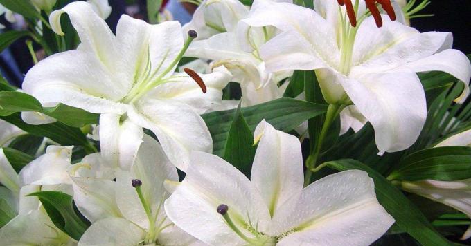 白百合花的象征意义及美丽之谜(揭秘白百合花的心灵意义与传说) 白百合花的象征意义及美丽之谜(揭秘白百合花的心灵意义与传说)