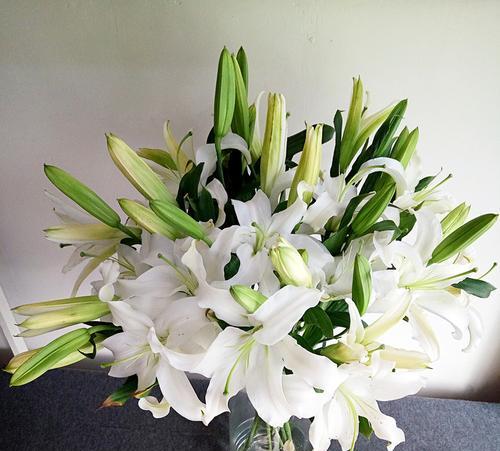 白百合花的含义及象征意义（洁白纯净）