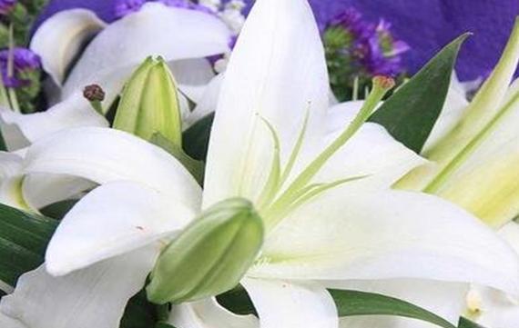 白百合花的含义及象征意义（洁白纯净）