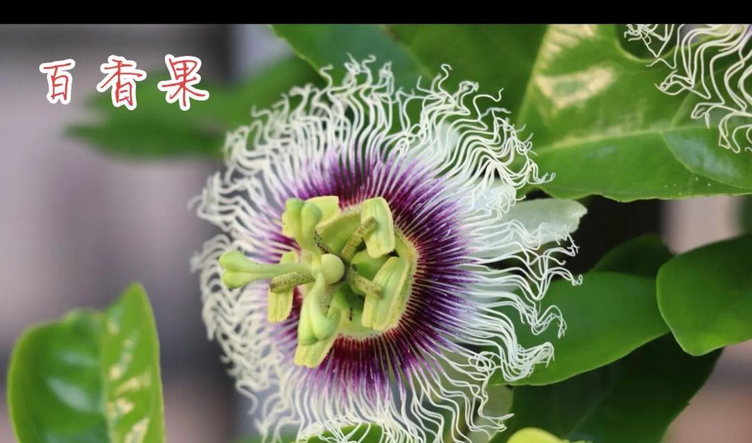 百香果是什么？常绿植物吗？