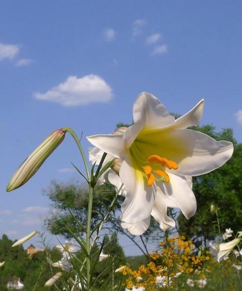 白百合花的花语与含义（揭示白百合花所代表的纯洁与高雅）
