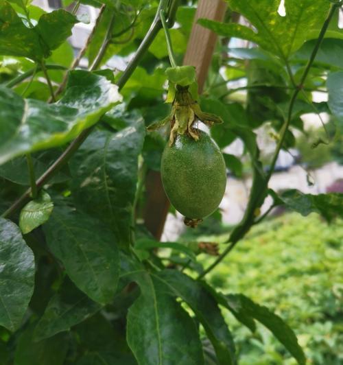 百香果的生长特性及营养价值详解（一种独特的爬藤植物）