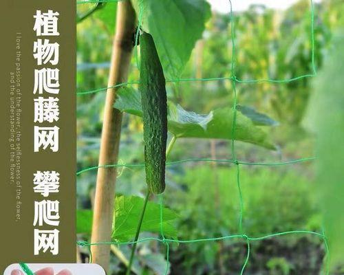 百香果的生长特性及营养价值详解（一种独特的爬藤植物）