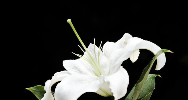 白百合花语与美好情感（探寻花语的深意）