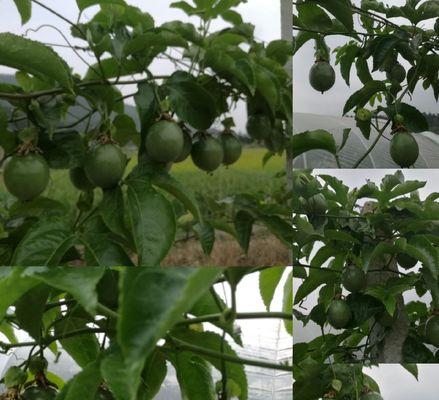 探秘百香果——一种神奇的植物（生长环境）