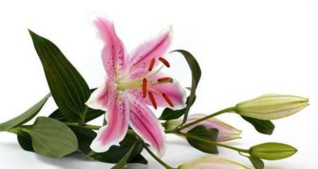 白百合花语与美好情感（探寻花语的深意）