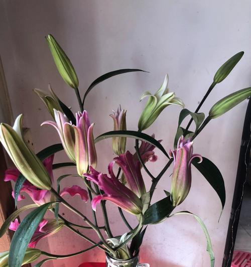 白百合花的寓意与象征意义（纯洁与无暇的化身——白百合花）