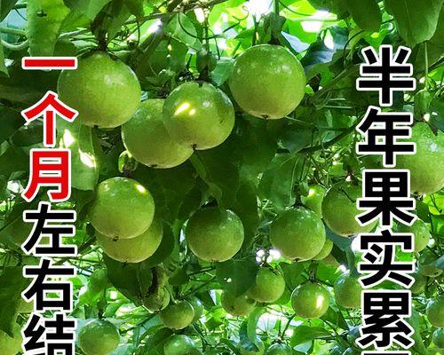 百香果是多年生还是一年生（探讨百香果的生命周期）