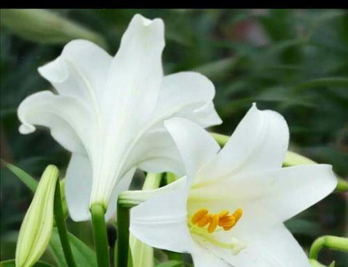 白百合花的寓意与象征意义（纯洁与无暇的化身——白百合花）