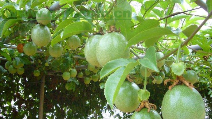 百香果果实每年只能产一次吗（探究百香果的生长周期和特性）