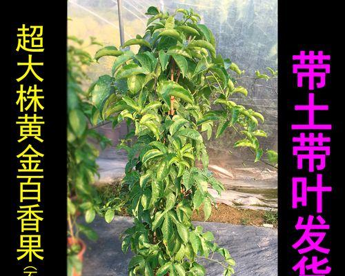 百香果成熟了，可以吃吗（如何判断百香果成熟）