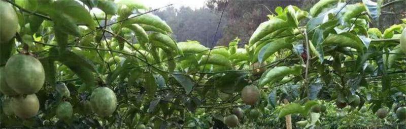 百香果树几年结果实的栽培技巧（如何让百香果树快速结果实）