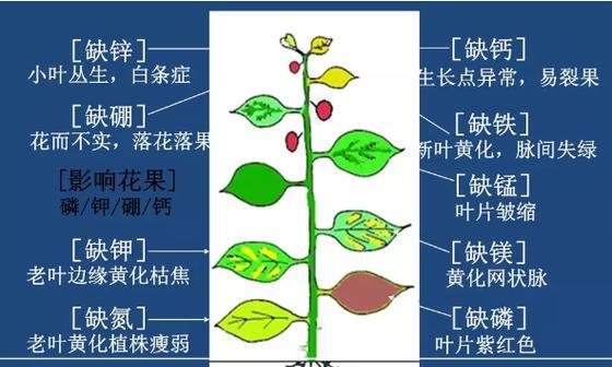 百香果炭疽病的发病原因与治疗方法（探究百香果炭疽病的危害及预防措施）