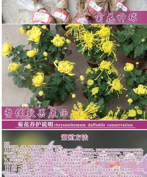 白菊花的花语及其寓意（白菊花的美丽与象征的力量）