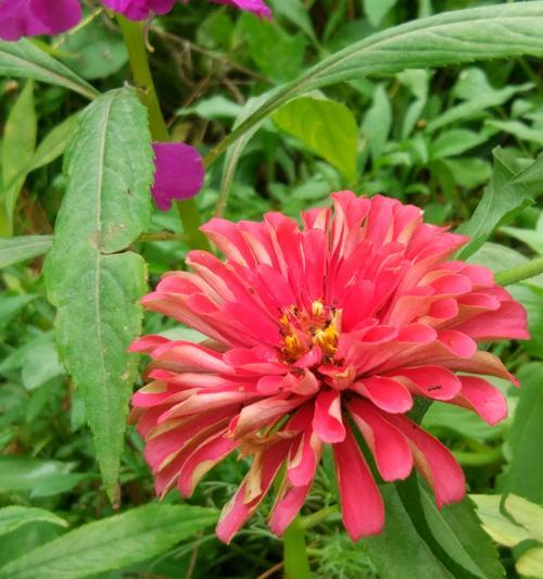 白菊花的花语及其寓意（白菊花的美丽与象征的力量）
