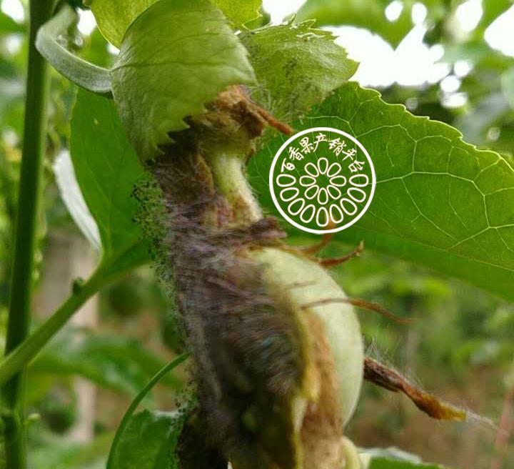 探究百香果不开花的原因（了解百香果生长条件与栽培技巧）