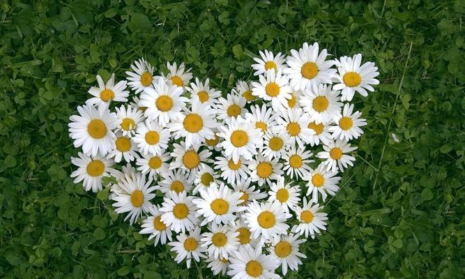 白菊花的寓意与象征意义（探究白菊花的美丽和深远意义）