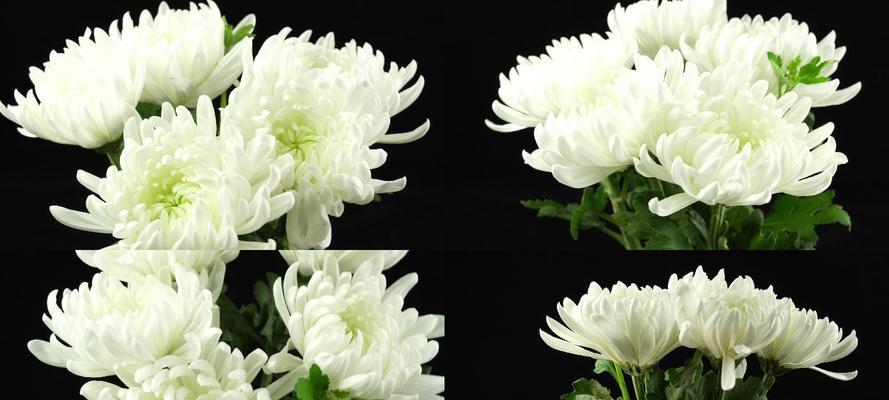 白菊花的代表意义（美丽纯洁的花语传递心意）