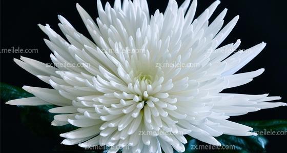 白菊花（一朵花）