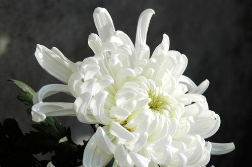 白菊花（一朵花）
