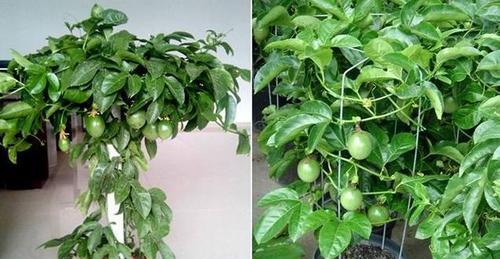 探究百香果生长环境的关键特点（探究百香果生长环境的关键特点）