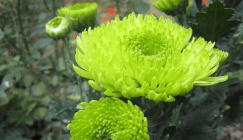 白菊花（一朵花）