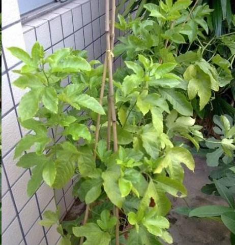 如何正确浇水给百香果（百香果生长关键）