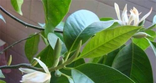 白兰花的花语和象征意义（揭开白兰花的深刻寓意）