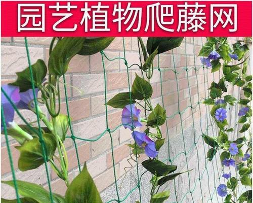 百香果的花期与生长习性（了解百香果一年开花次数）
