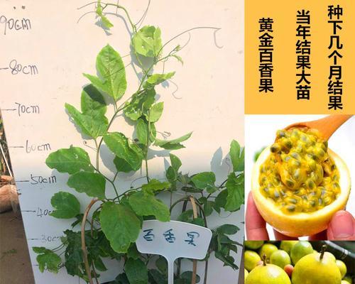 百香果的季节特点与食用推荐（百香果四季皆有）