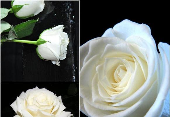 白玫瑰11朵花语（以白玫瑰花语为主题的爱情故事）