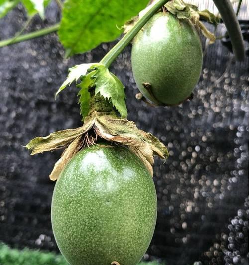 百香果种子的种植方法（轻松掌握百香果种子的种植技巧）