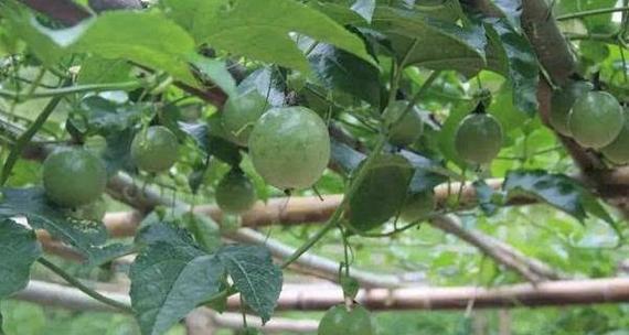 百香果肥料选择指南（如何为百香果选择最佳肥料）