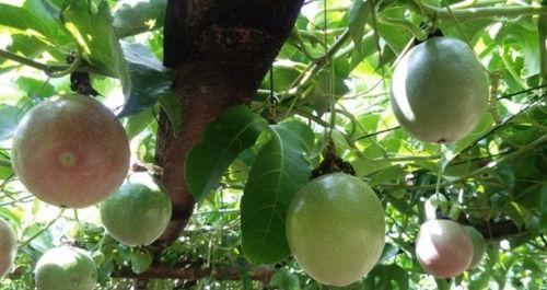 百香果肥料选择指南（如何为百香果选择最佳肥料）