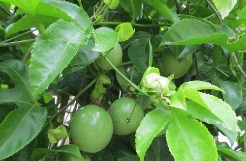 百香果肥料选择指南（如何为百香果选择最佳肥料）
