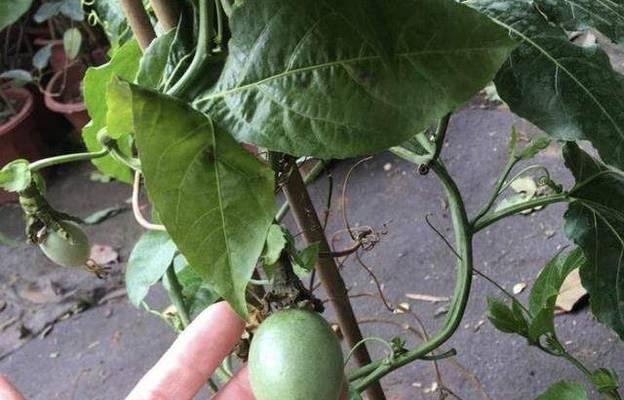 百香果的繁殖方法及注意事项（自家种植百香果）