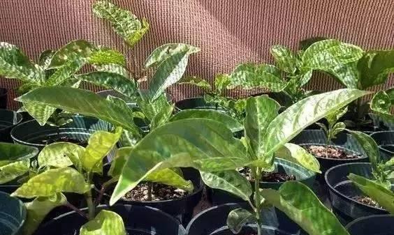百香果的繁殖方法及注意事项（自家种植百香果）